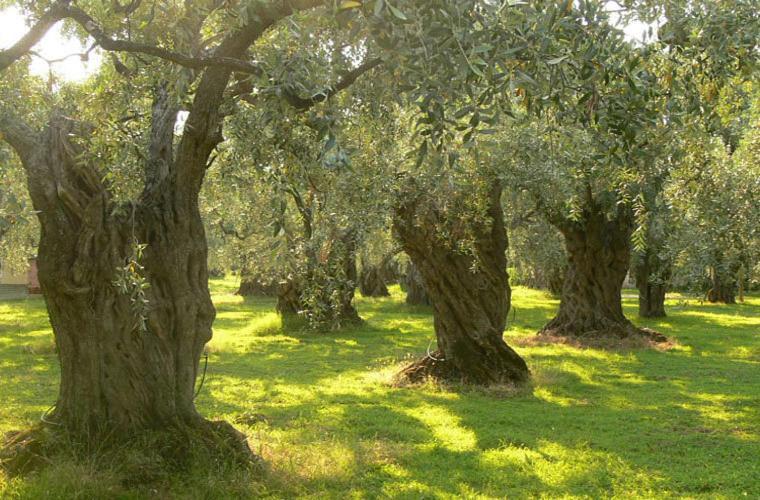 Gasthaus Casale Il Gheppio Laureana Cilento Exterior foto