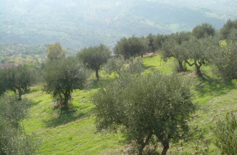 Gasthaus Casale Il Gheppio Laureana Cilento Exterior foto